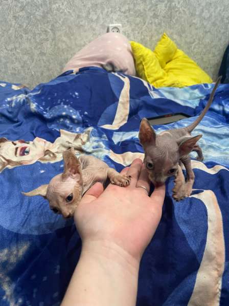 Канадский сфинкс в Твери фото 3