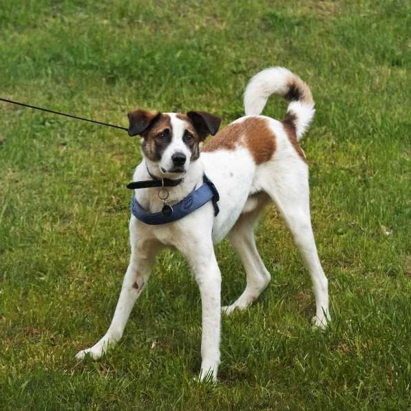 Познакомьтесь с невероятно спокойным и умным Арни! в Москве фото 10