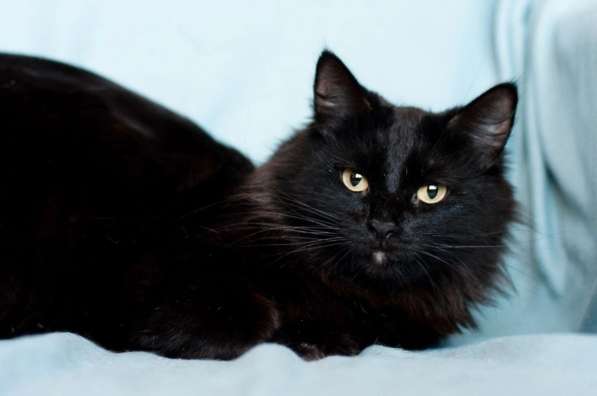 Имана – озорной хвостик в 