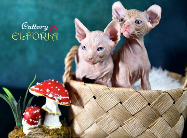 Котята Sphynx, Elf, DWELF в фото 8