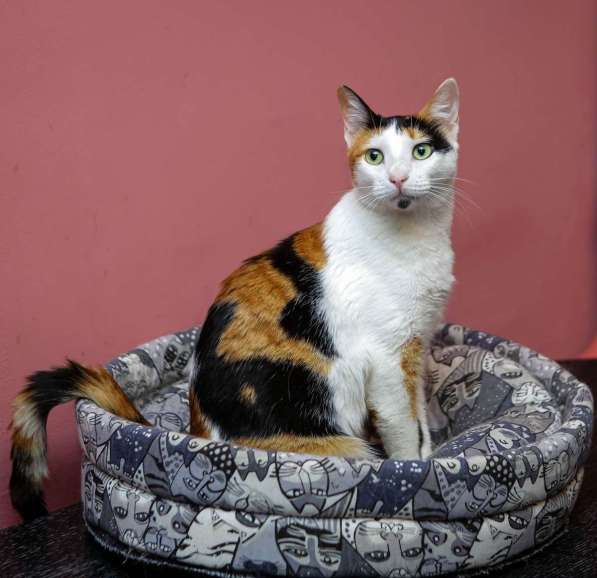 Кошечка - красотка Шанель в добрые руки! в Санкт-Петербурге фото 7