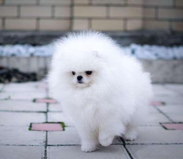 Pomeranski Mini Shpic Pomeranian Spitz Померанские Мини шпиц в фото 34