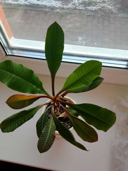 Домашние цветы в Рязани