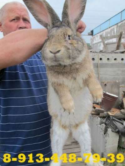 Кролики в Саяногорске, кролики Красноярс в Красноярске фото 6