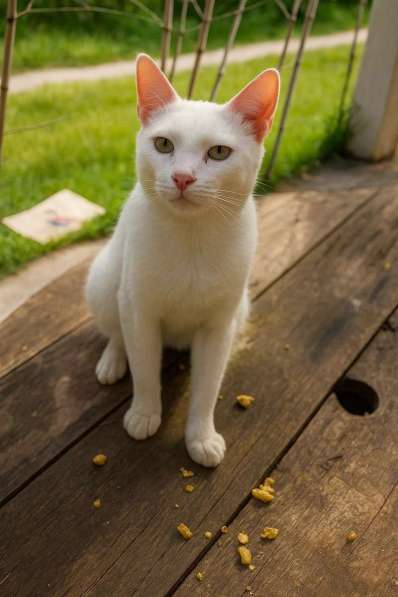 Зеленоглазый кот Григорий ищет дом!