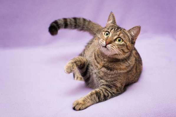 Кошка в добрые руки. Красавица Линда в Москве фото 3