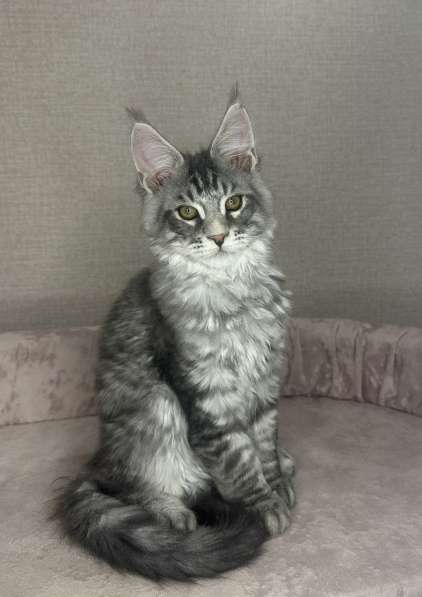 Продажа котят мейн- кун