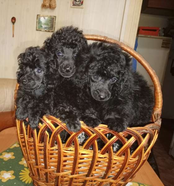 Той пудель черного окраса