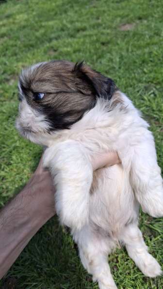 Чистокровные щенки Ши-Тцу в фото 18
