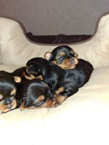 Чистокровные щенки Йоркширского Терьера в фото 9