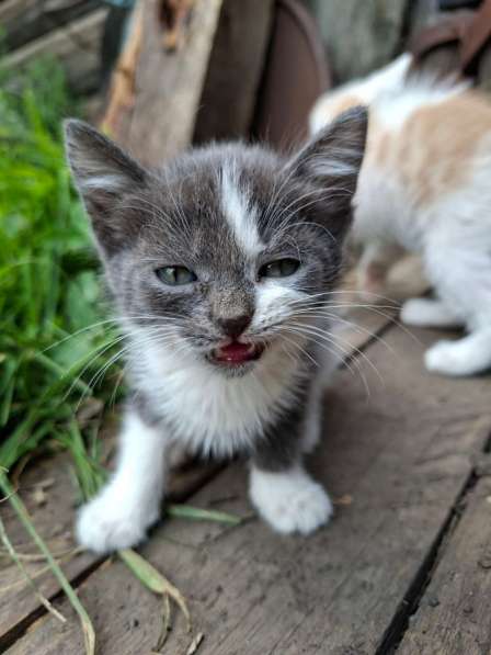 Котята