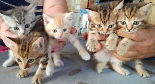 Шотландские прямоухие