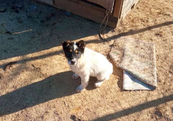 Маленькие хорошенькие хвостики в Санкт-Петербурге фото 11