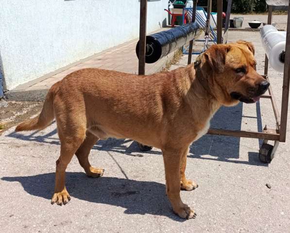 Брутальный пёс крепыш Бутч в добрые руки в Москве фото 5