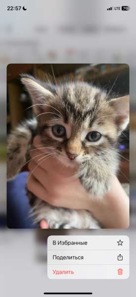 Отдам в добрые ручки в Краснодаре фото 4