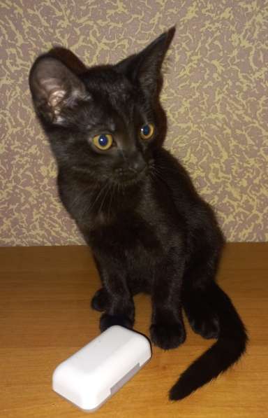 Котята в добрые руки в Дмитрове