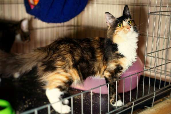 Пестрая красавица Джун в поисках любящей семьи в Москве