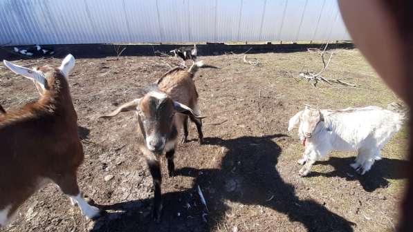 Продаю или меняю подрощенных альпо-нубийских козликов в Краснодаре