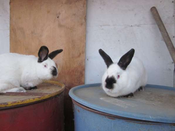 Продаю кроликов в Воскресенске фото 13