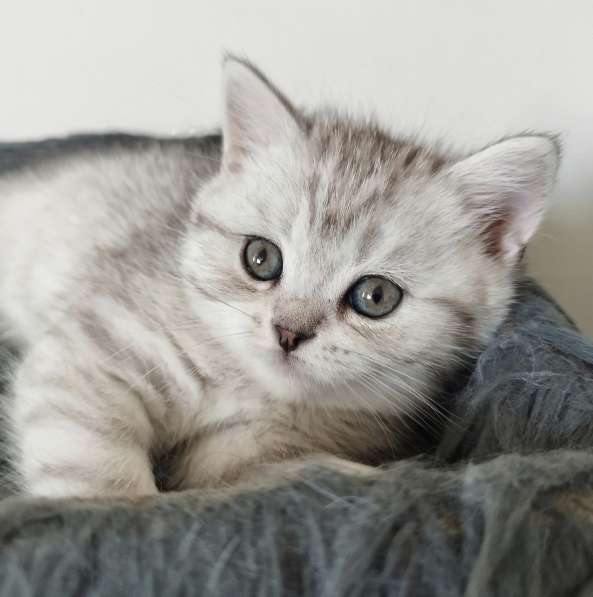 Шотландские чудесные котята в фото 13
