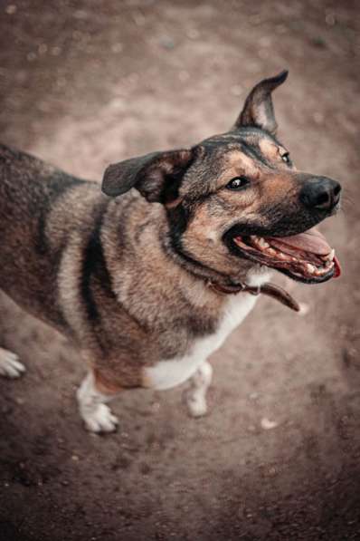 Молодой, жизнерадостный пёс Бим в Москве фото 75