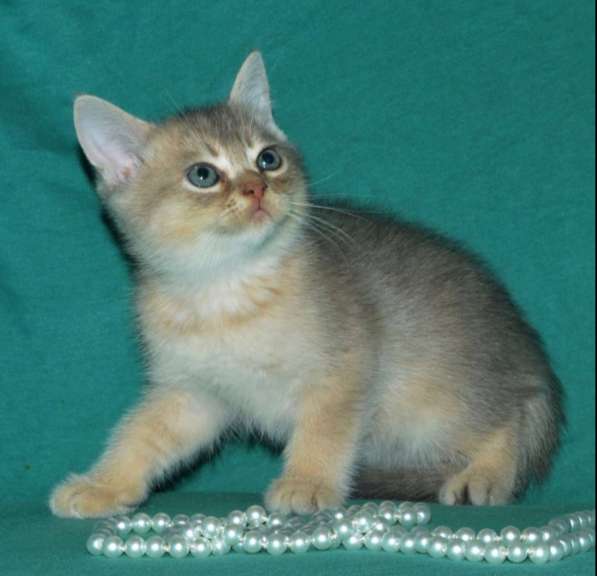 Скоттиш страйт золотая шиншилла