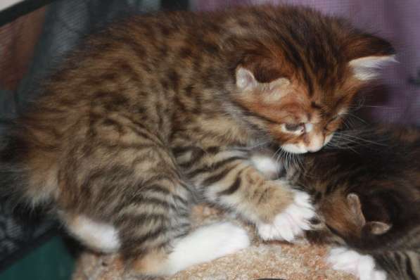 Котята курильского бобтейла в Астрахани фото 11