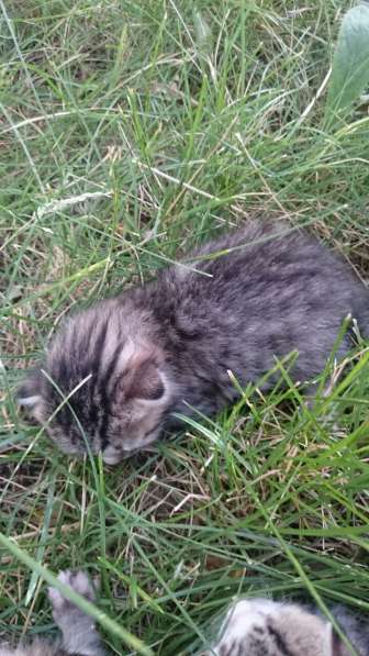 Подарю котят в Ростове-на-Дону фото 15