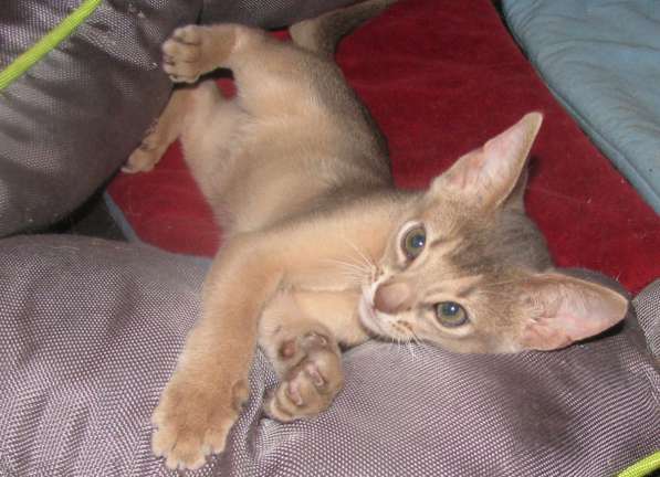 Абиссинский котенок голубого окраса в фото 3