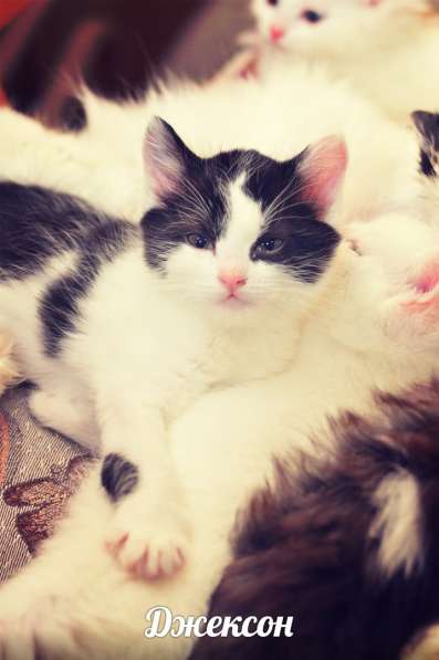 Котята турецкой ангорки в Наро-Фоминске фото 4