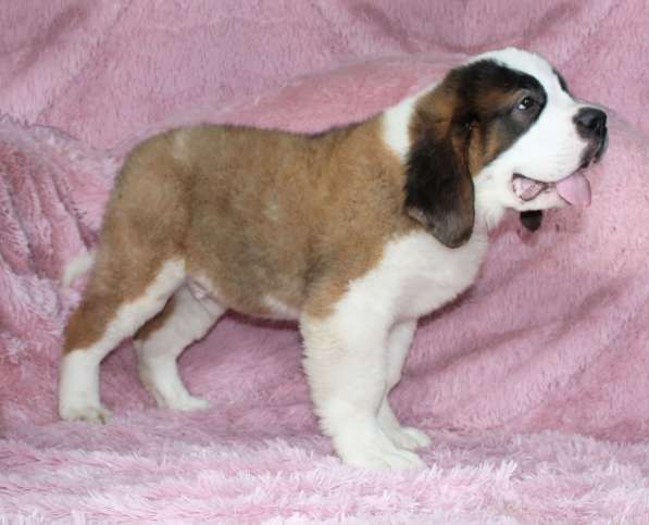 Юный щенок в Белово фото 10