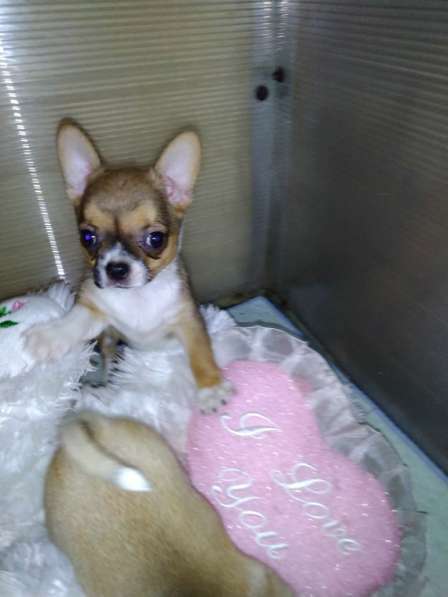 Милые щенки Чихуахуа 2 месяца в Железнодорожном фото 12