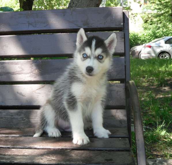 Мальчик Хаски в Москве фото 10