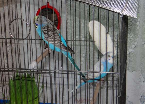Продам птенцов волнистого попугая в Луховицах фото 8
