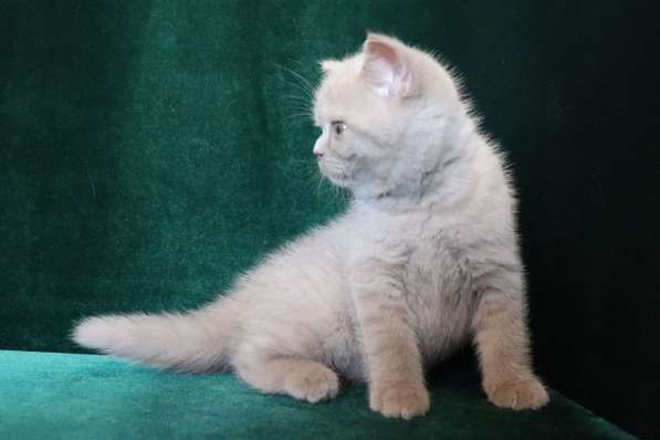Красивый шотландский котик страйт в фото 3