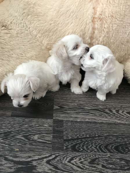 Продам щенков мальтийской болонки в фото 7