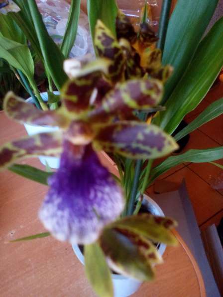 В наличии орхидеи цветущие и не цветущие в фото 9