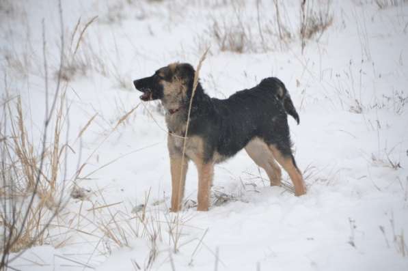Щенок-подросток Сара в дар! в Москве фото 7