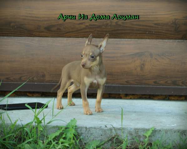 Щенки Русского той -терьера в Новосибирске фото 39