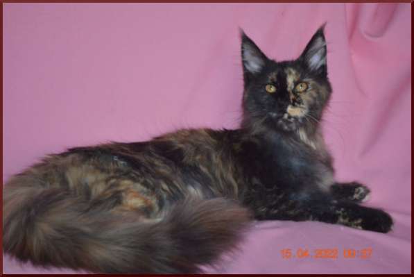 Роскошный черный котик мейн-кун из питомника в Астрахани фото 39