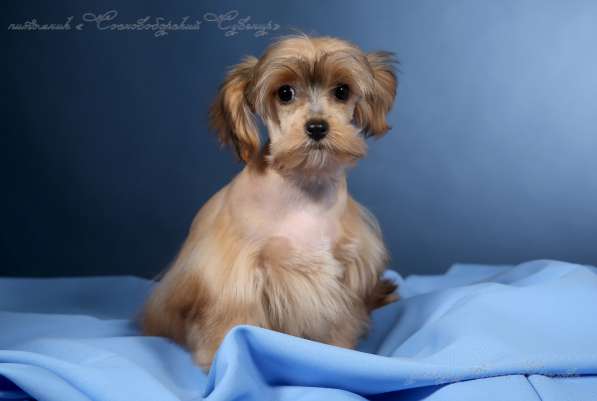 Петербургская Орхидея девчушка красотка в Санкт-Петербурге фото 3