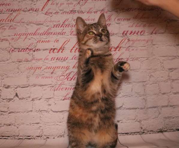 Вита - полосатенькая юная котенок кошечка ищет дом в Москве фото 3