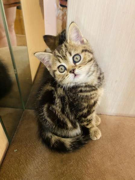 Шикарные шотландские котята в Симферополе фото 13