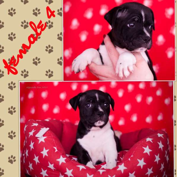 Стаффордширский бультерьер в фото 7