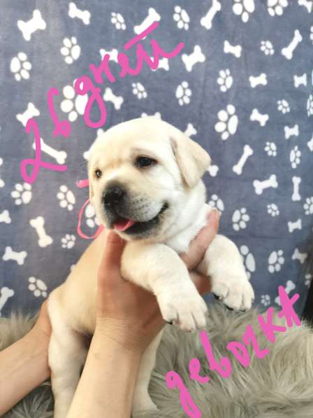 Высокопородная девочка Лабрадор Ретривер в фото 5