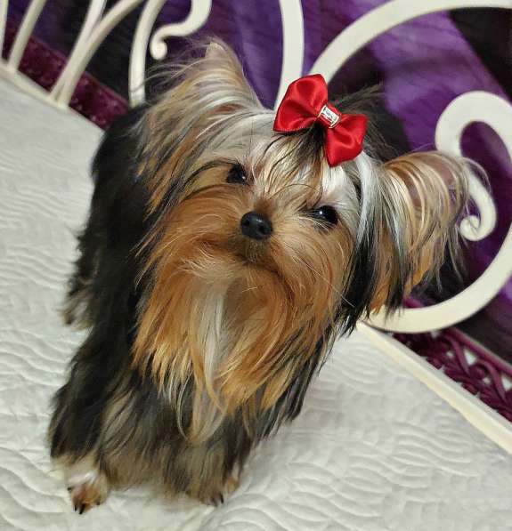 МИНИ ЙОРШИРЕНОК ПОДРОЩЕННЫЙ в Москве фото 7