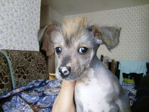 Продам щенка Китайской хохлатой в Самаре фото 5