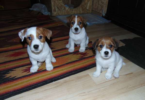 Щенки в Симферополе фото 3