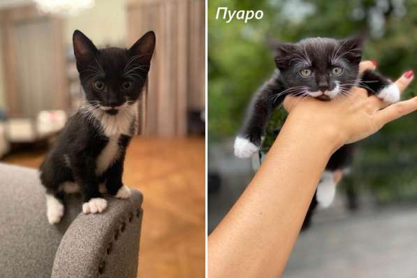 Котята в добрые руки! в Москве