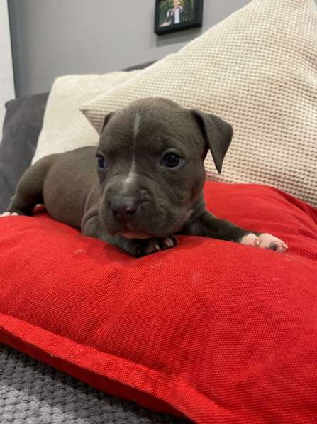 Голубые мальчики и девочки Амстаффтерьера ркф в Москве фото 15